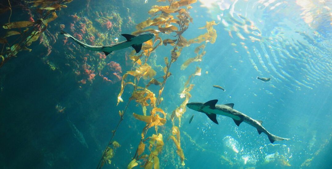 What the High Seas Treaty Ratification Means for Our Ocean