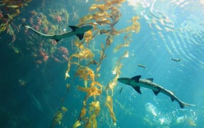 What the High Seas Treaty Ratification Means for Our Ocean